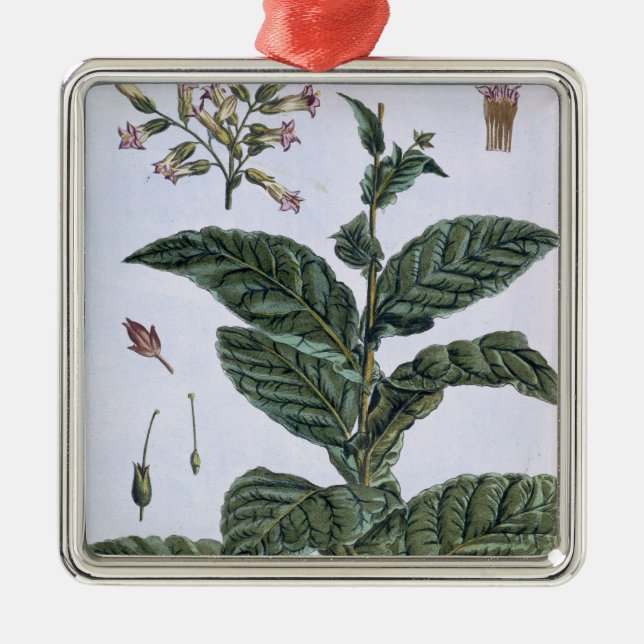 Tobakväxten, pläterar 7, från 'samlingen Precieuse Julgransprydnad Metall (Framsidan)