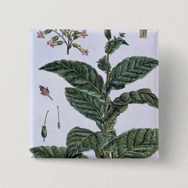 Tobakväxten, pläterar 7, från 'samlingen Precieuse Knapp (Framsida)