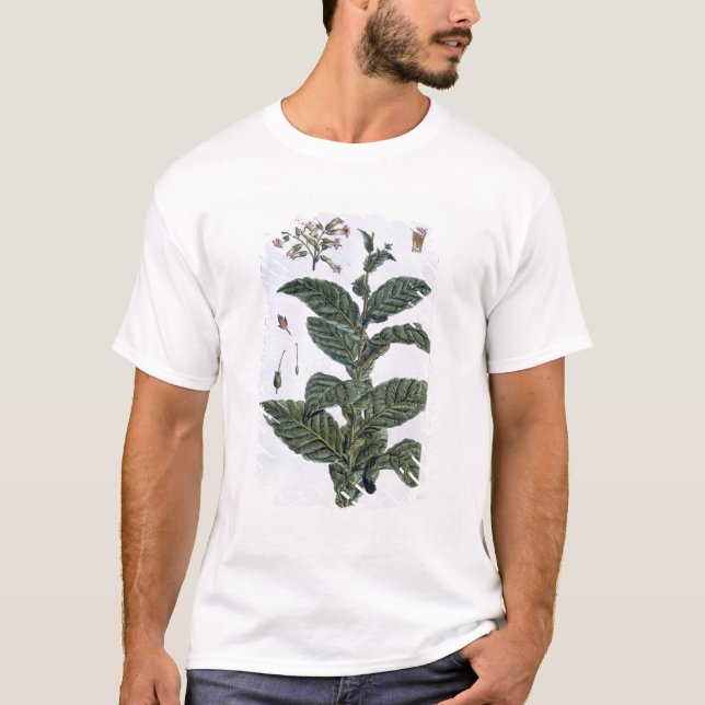 Tobakväxten, pläterar 7, från 'samlingen Precieuse Tee (Framsida)