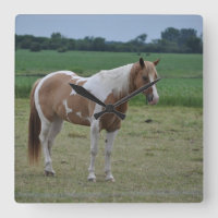 Tobiano målar hästen