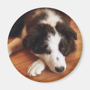 Toby2 Magnet