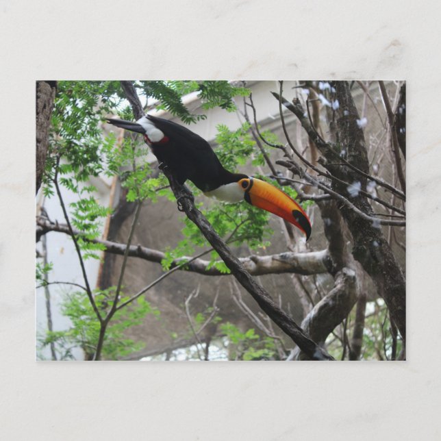 Toco Toucan 4 Vykort (Framsida)