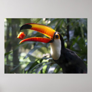 Toco Toucan affisch