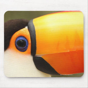 Toco Toucan (den Ramphastos tocoen) är det störs Musmatta