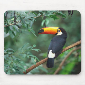 Toco Toucan fågel Mousepad Musmatta