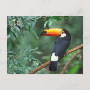 TOCO TOUCAN PHOTO FULLT FÄRG VYKORT