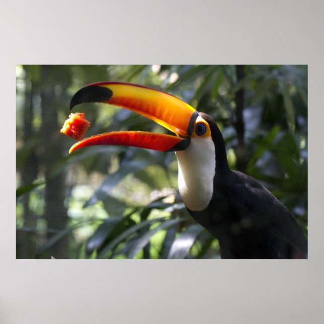 Toco Toucan Poster (Framsidan)