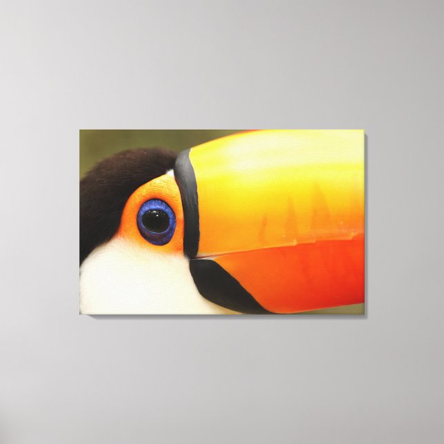Toco Toucan (Ramphastos toco) är den största Canvastryck (Framsida)