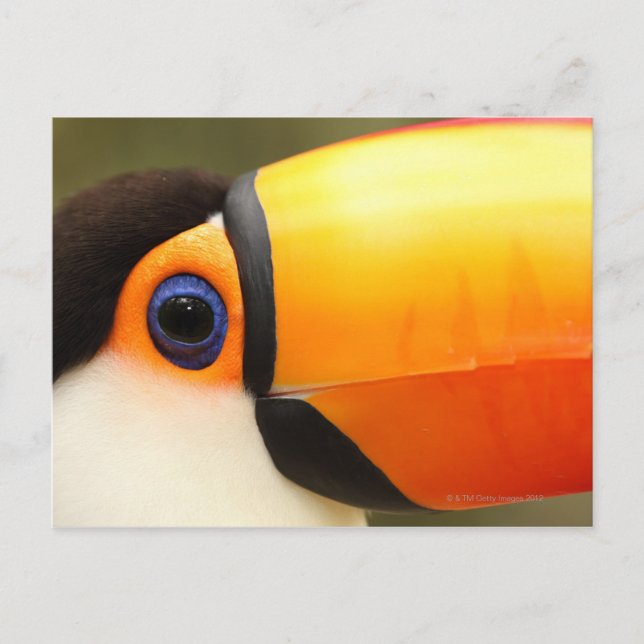 Toco Toucan (Ramphastos toco) är den största Vykort (Framsida)