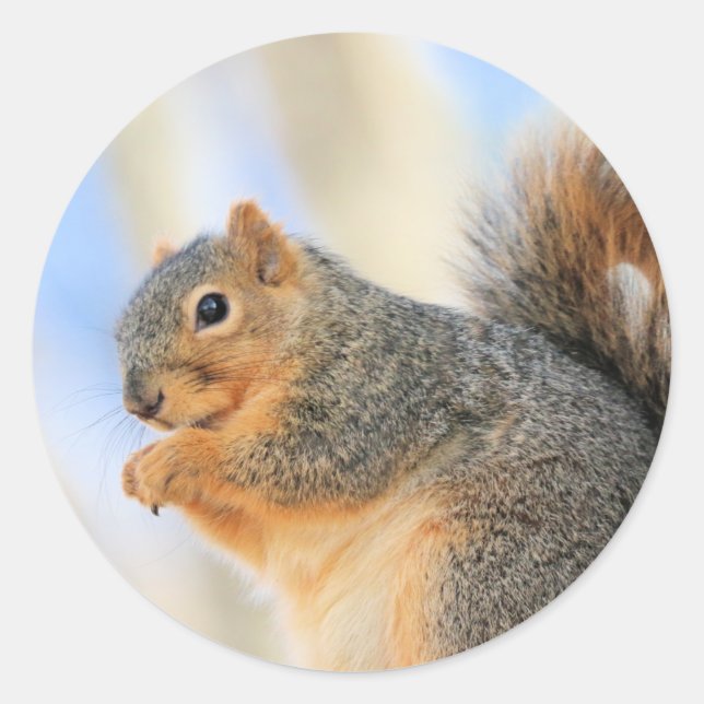 Todays furball runt klistermärke (Framsida)