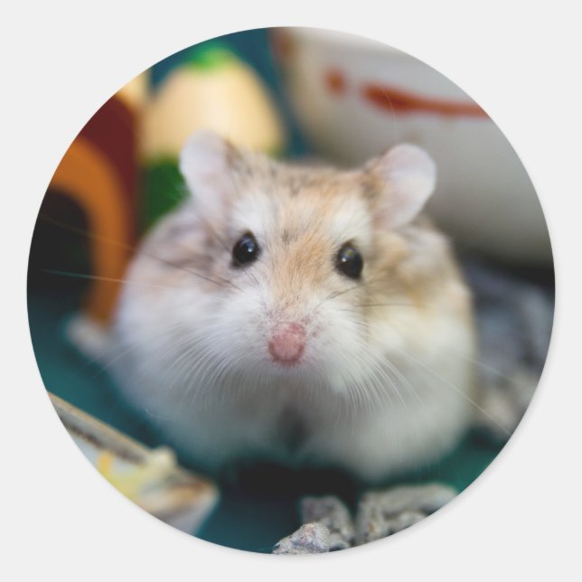 Tofu the Hamster Runt Klistermärke (Framsida)