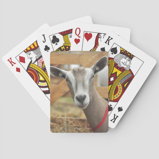 Toggenburg Dairy Goat Casinokort (Baksidan)
