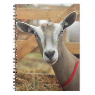 Toggenburg Dairy Goat Doe Anteckningsbok
