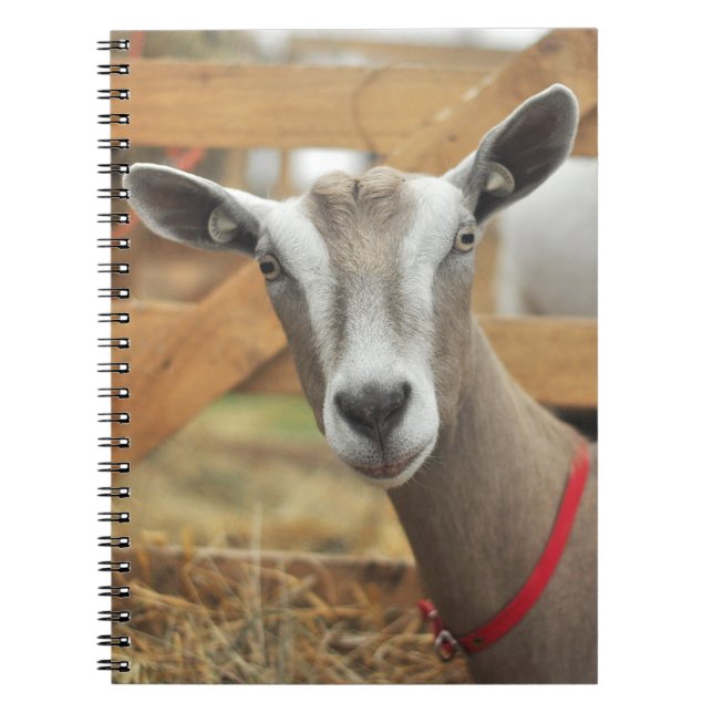 Toggenburg Dairy Goat Doe Anteckningsbok (Framsidan)