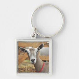 Toggenburg Dairy Goat Doe Fyrkantig Silverfärgad Nyckelring