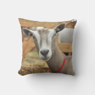 Toggenburg Dairy Goat Doe Kudde