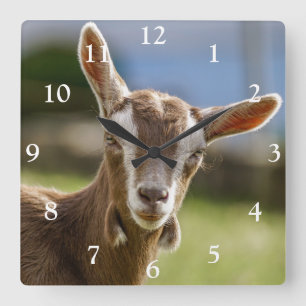 Toggenburg Dairy Goat Kid Fyrkantig Klocka