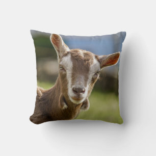 Toggenburg Dairy Goat Kid Kudde