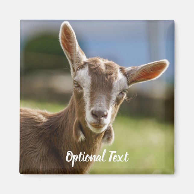 Toggenburg Dairy Goat Kid Magnet (Framsidan)