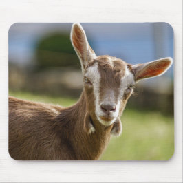 Toggenburg Dairy Goat Kid Musmatta