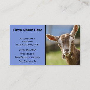 Toggenburg Dairy Goat Kid Visitkort