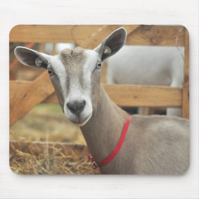 Toggenburg Dairy Goat Musmatta (Framsidan)