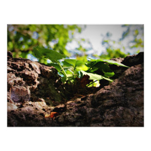 "Toil to Life" Fototryck