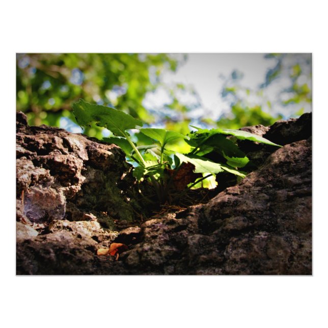 "Toil to Life" Fototryck (Framsidan)