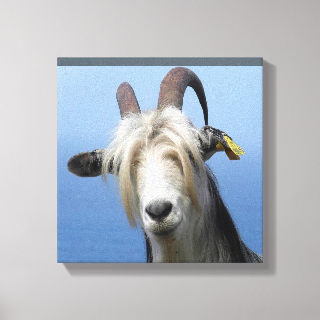 Toile chèvre canvastryck (Framsida)