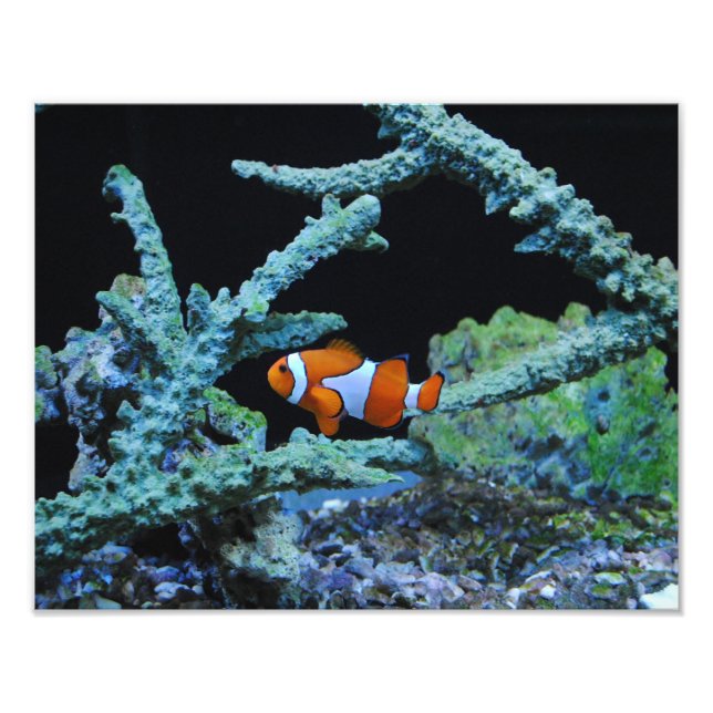 Töjd fisk i korall fototryck (Framsidan)