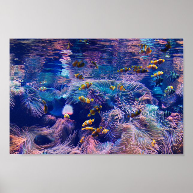 Töjd fisk och lila aquarium poster (Framsidan)