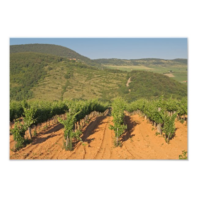 Tokaj-vingårdar, Ungern Fototryck (Framsidan)