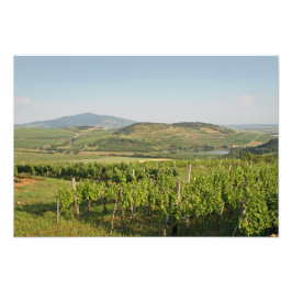 Tokaj-vingårdar, Ungern Fototryck