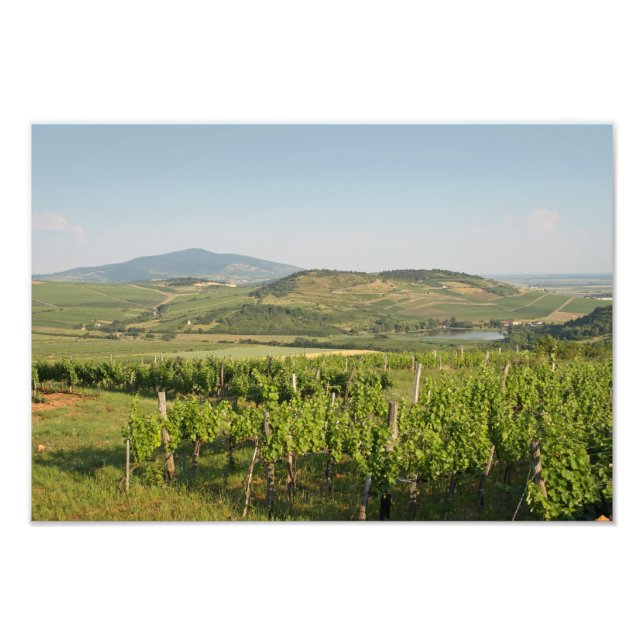 Tokaj-vingårdar, Ungern Fototryck (Framsidan)