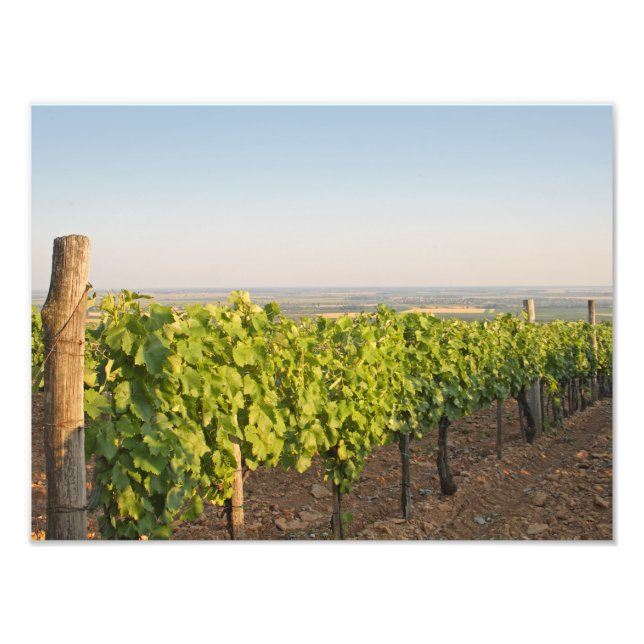 Tokaj-vingårdar, Ungern Fototryck (Framsidan)