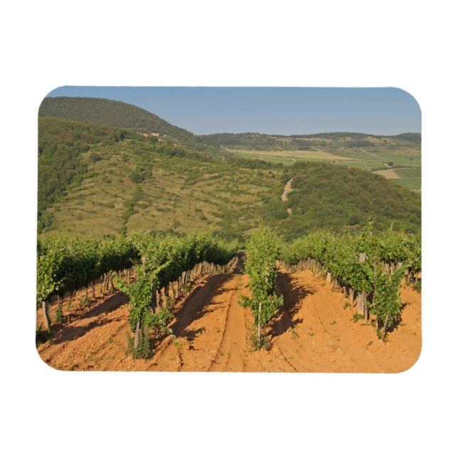 Tokaj-vingårdar, Ungern Magnet (Horisontell)