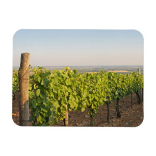 Tokaj-vingårdar, Ungern Magnet