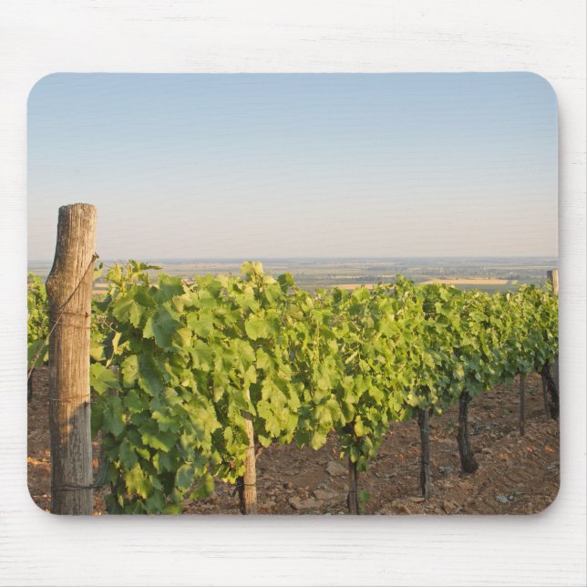 Tokaj-vingårdar, Ungern Musmatta (Framsidan)