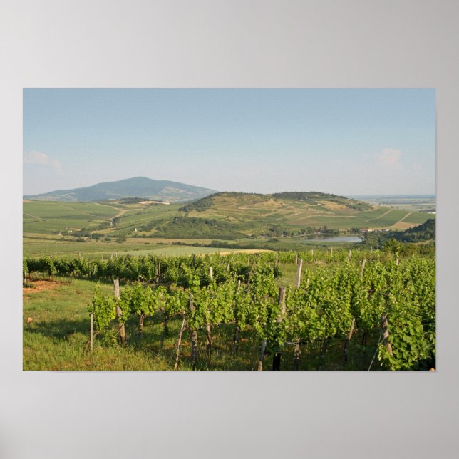 Tokaj-vingårdar, Ungern Poster (Framsidan)