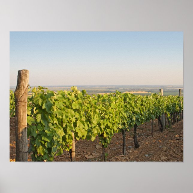Tokaj-vingårdar, Ungern Poster (Framsidan)