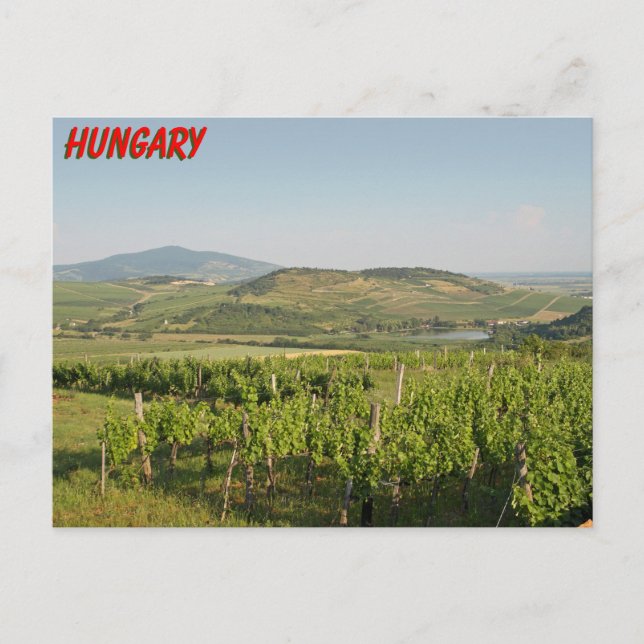Tokaj-vingårdar, Ungern Vykort (Framsida)