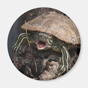 Tokig sköldpaddamagnet magnet