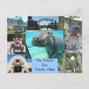 Toledo Zoo Vykort