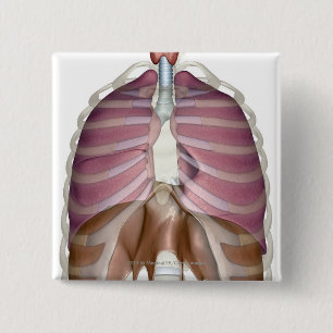 tolkning 3d av det respiratoriska systemet knapp