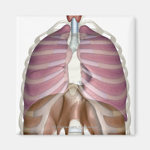 tolkning 3d av det respiratoriska systemet magnet