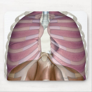 tolkning 3d av det respiratoriska systemet musmatta