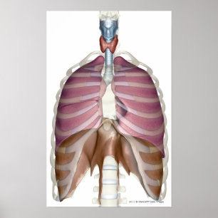 tolkning 3d av det respiratoriska systemet poster
