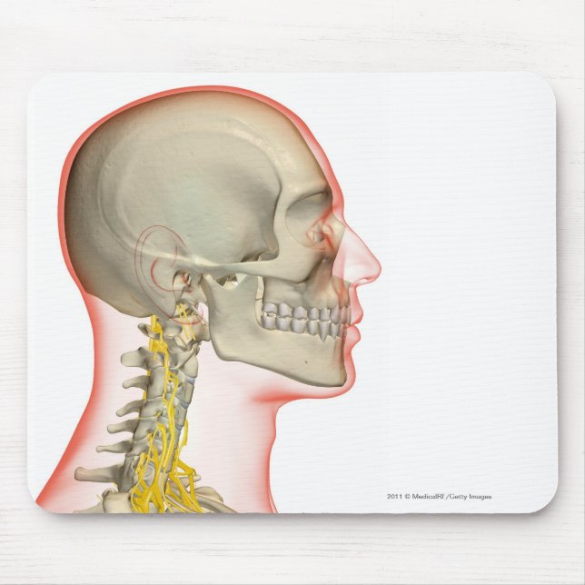 Tolkning av nerverna av nacken musmatta (Framsidan)