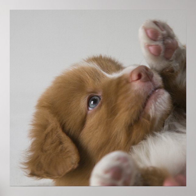 Toller Puppy Poster (Framsidan)