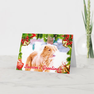 Tollerretriever i snöjulkortet helgkort